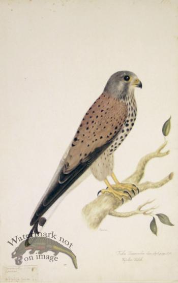 178 Swedish Birds . Falco Tinnunculus, Common Kestrel.Female